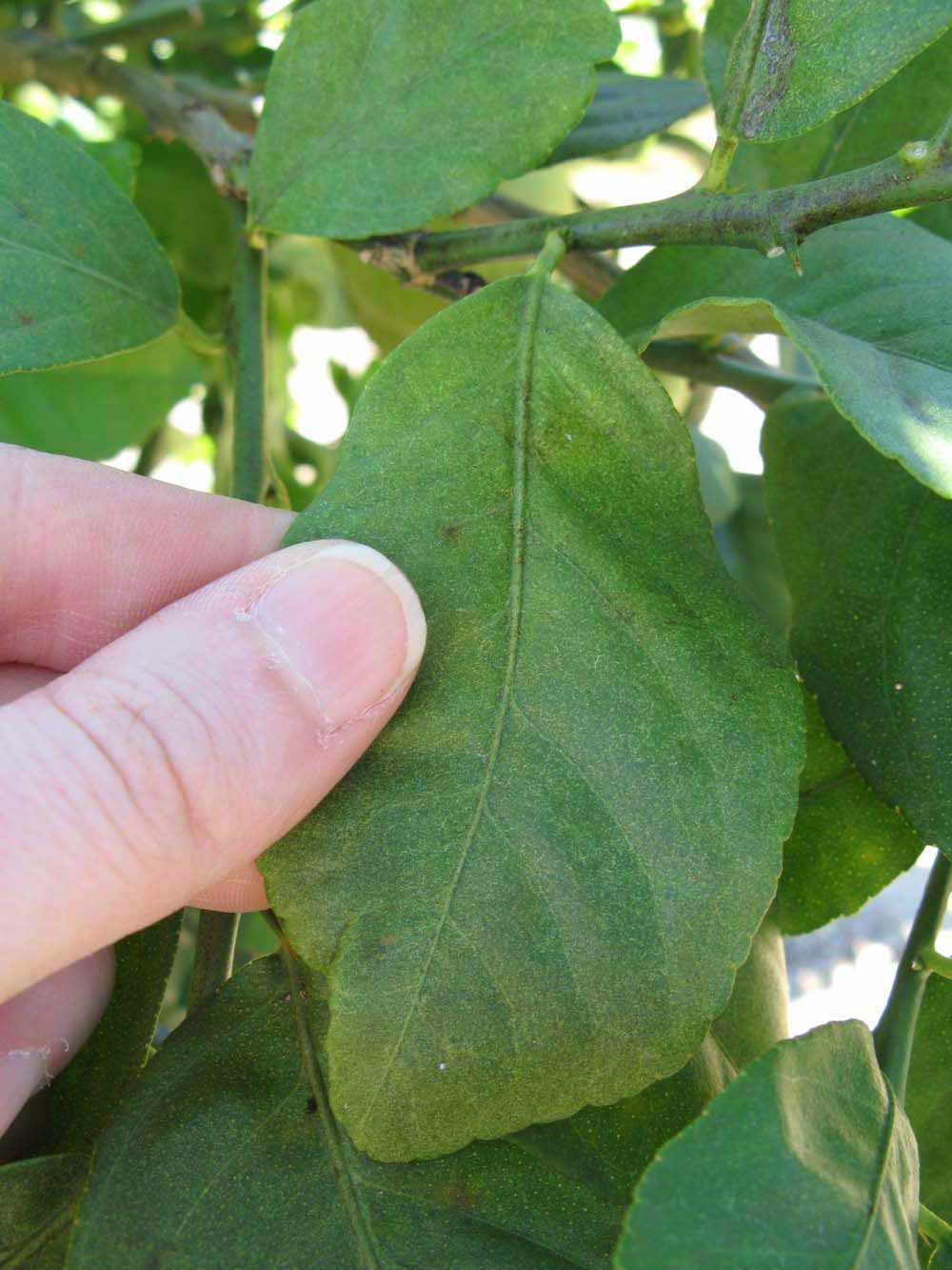              Unifoliolate leaf (Winter Haven, FL)       